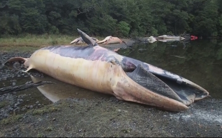 More than 300 whales found dead in Chile